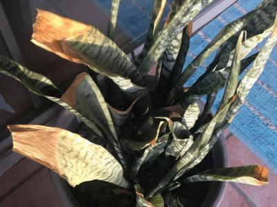 Snake plant 2