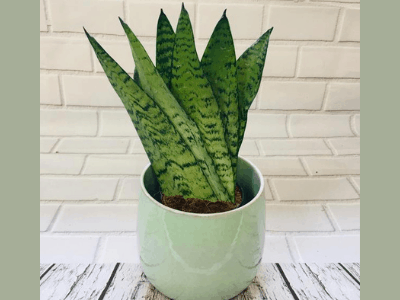 Snake plant 10