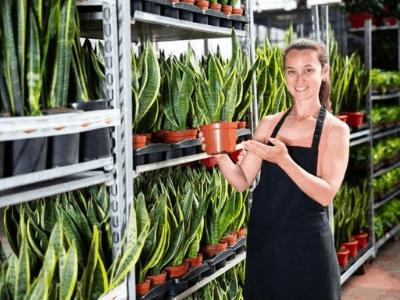 snake plant pups 2