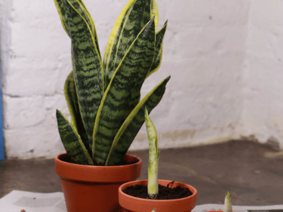 snake plant pups 4