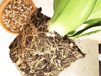 snake plant pups 3