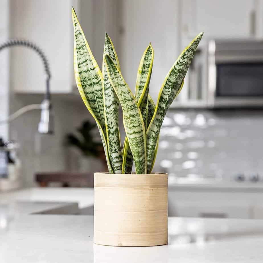 Snake plant is healthy