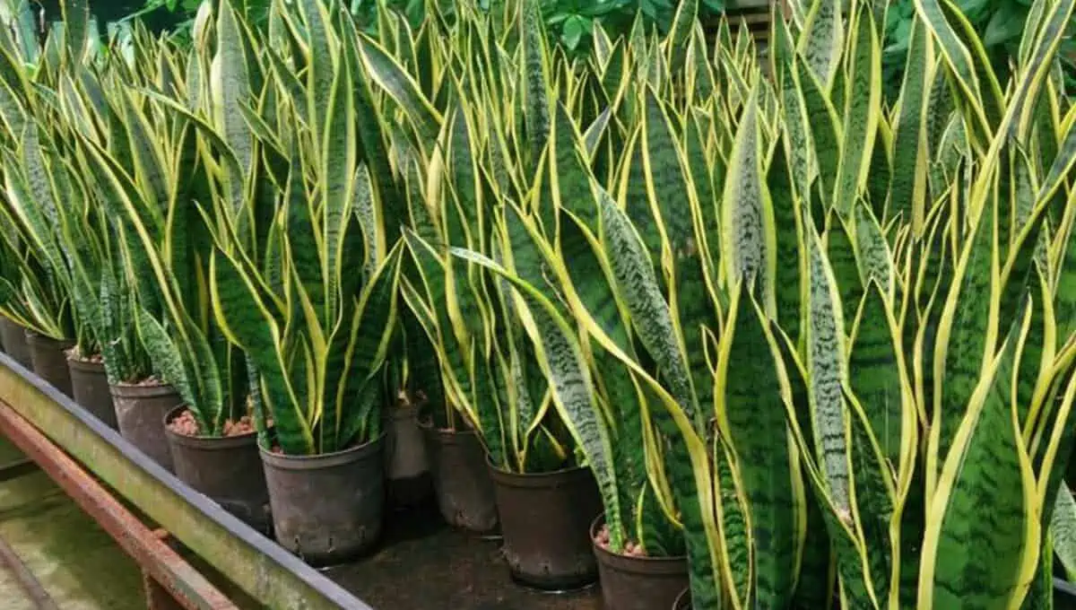 Snake plant spider mites