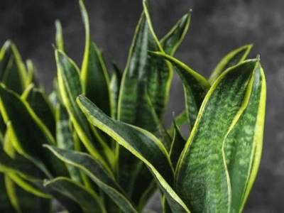 How to take care snake plant 2