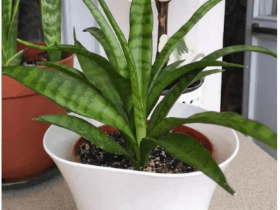 sansevieria parva 2