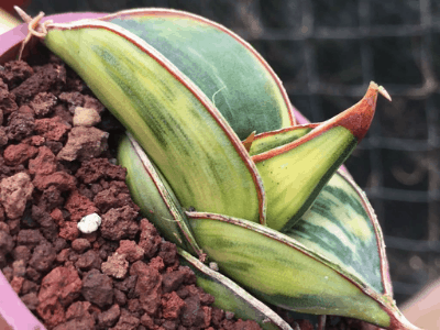 Sansevieria ehrenbergii