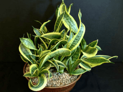 Sansevieria twisted sister 2