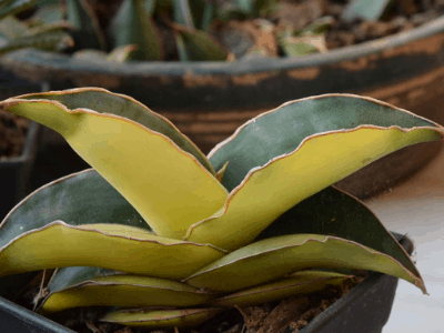 Sansevieria ehrenbergii 2