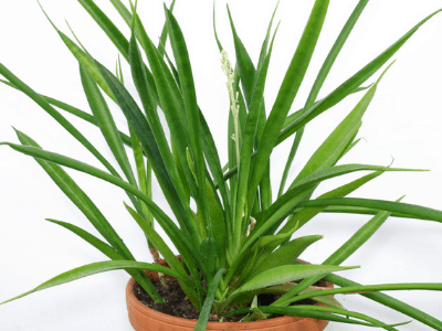 sansevieria parva
