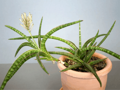 Sansevieria ballyi 4