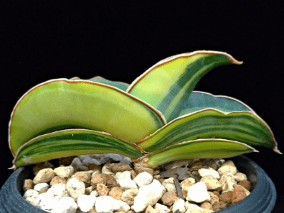 Sansevieria ehrenbergii 5