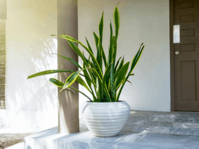 save dying snake plant 4