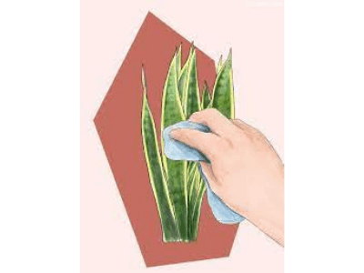 save dying snake plant 9