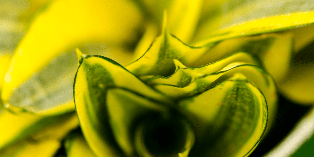 Mushy leaves on your snake plant 1