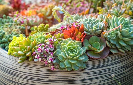 Best succulent for indoors 8