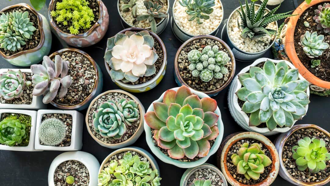 Best succulent for indoors 1