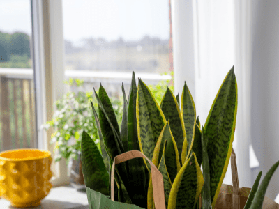 Plants turning white