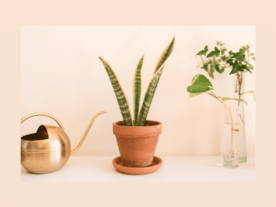 Growing snake plants