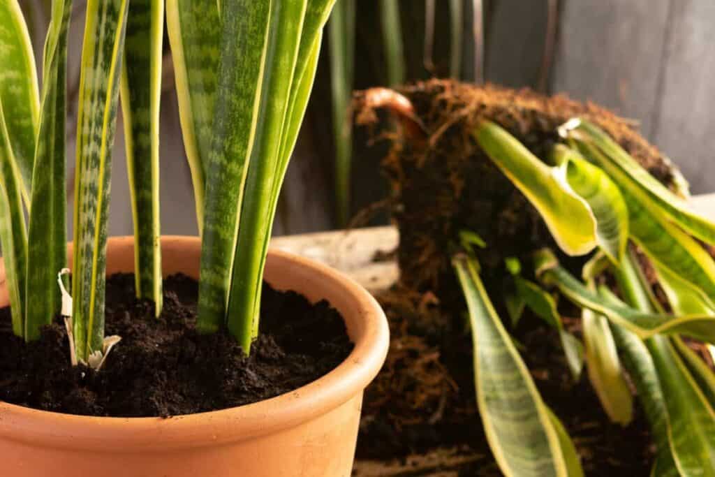 best soil fo snake plant