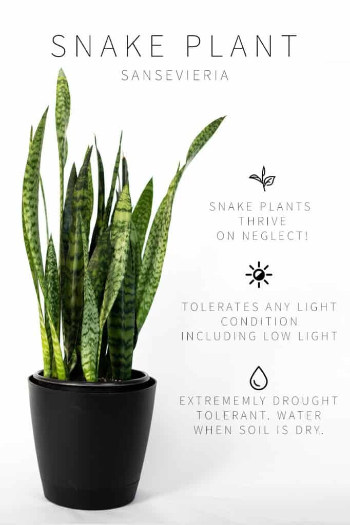 Wilting snake plant