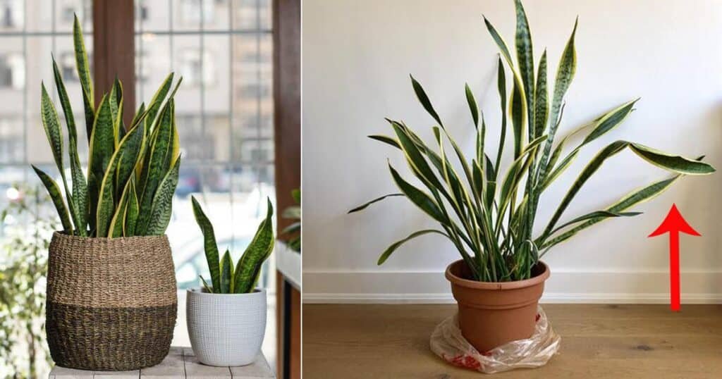 Snake plant leaves curling