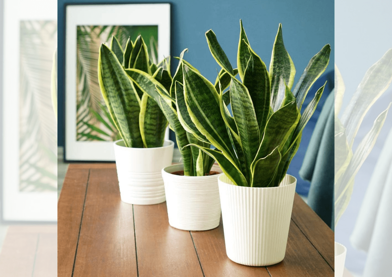 Snake plant disavantages