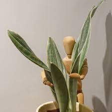 Sansevieria 2