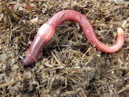 Vermicomposting 2