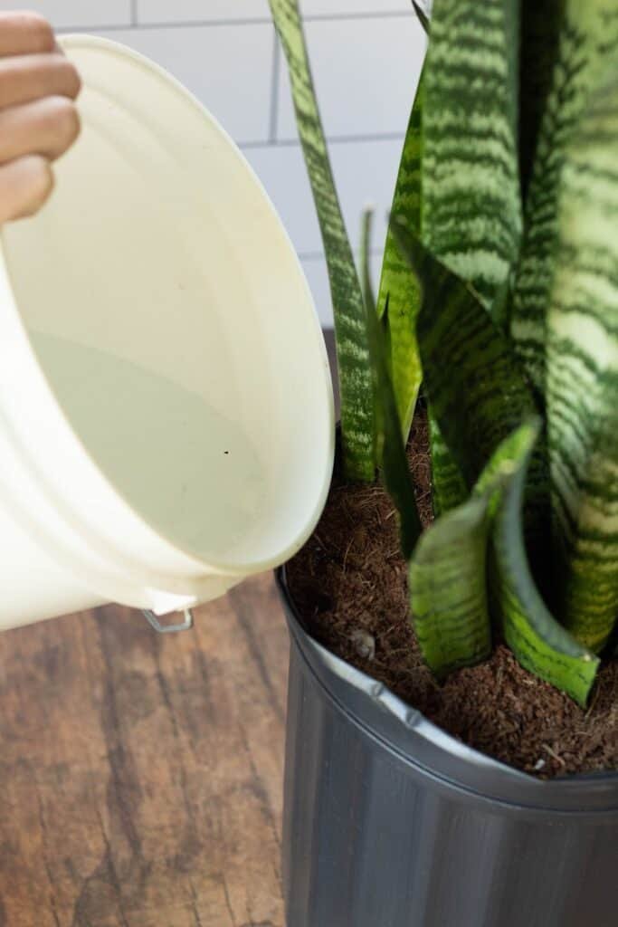 Snake plant leaves curling