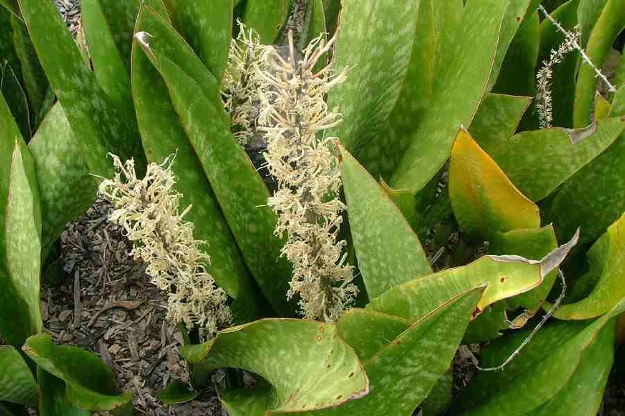 Sansevieria