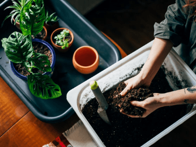 best potting soil for indoor plants