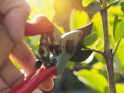 Best pruning shears