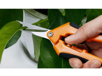 Best pruning shears