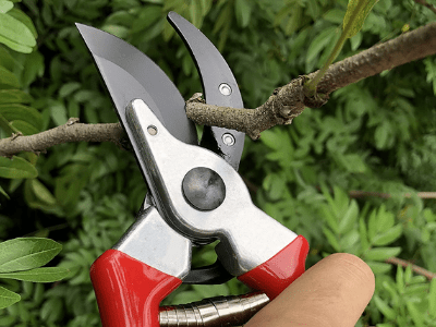 Best pruning shears