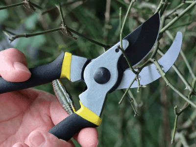 Best pruning shears