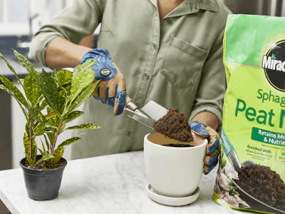 best potting soil for indoor plants