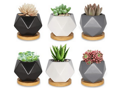 Succulent planter