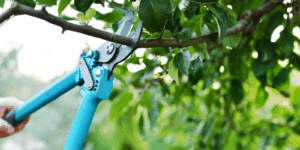 best pruning shears