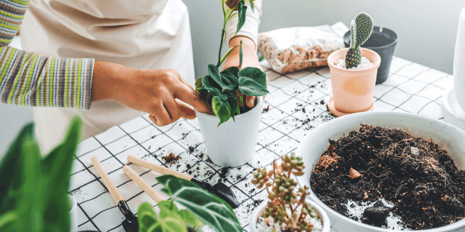 best potting soil for indoor plants