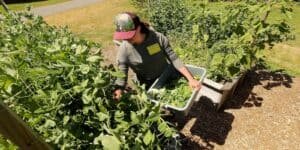 garden bags