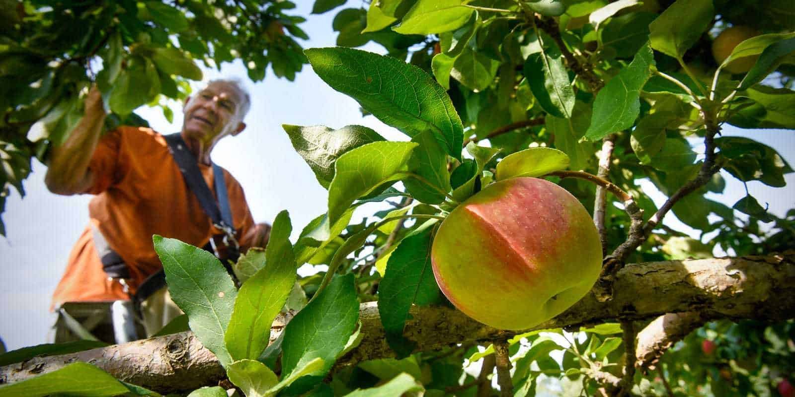 Fruit picker