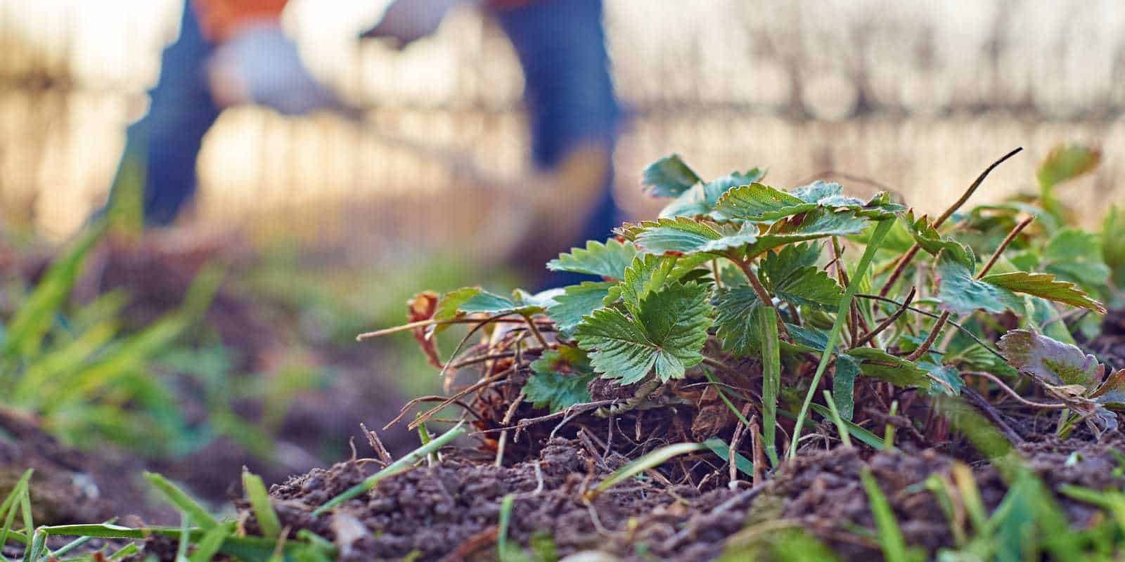 hand weeder