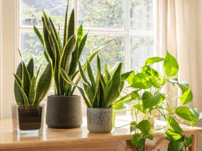 Broken snake plant leaves