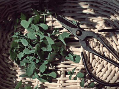 Best pruners 5