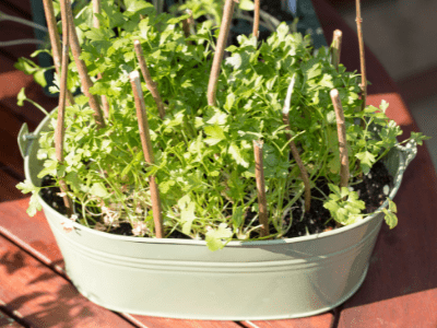 Indoor herb garden