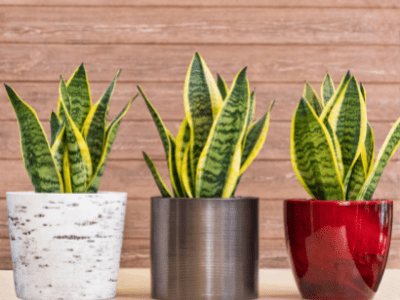 snake plant decoration ideas