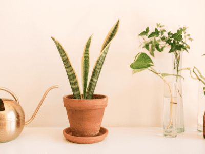 snake plant decoration ideas 6