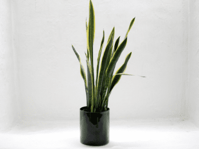 snake plant decoration ideas 1