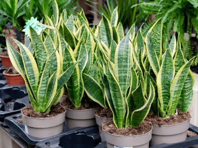 How to save a frozen snake plant 8