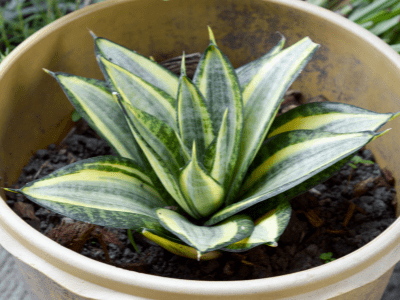 Snake plant produce oxygen 4